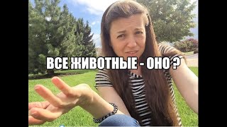 Все животные в английском это «ОНО»? Частые ошибки изучающих английский.