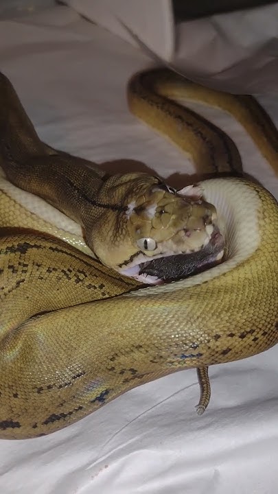 reticulated python eat rat backwards - YouTube
