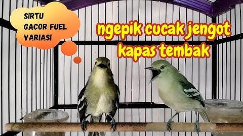 sirtu gacor isian fuel variasi ngepik cucak jengot cocok untuk masteran.