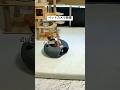 ペットカメラ映像 #猫 #cat #癒やされる #猫動画 #ねこ #癒される #子猫 #三毛猫 #保護猫 #ペットカメラ