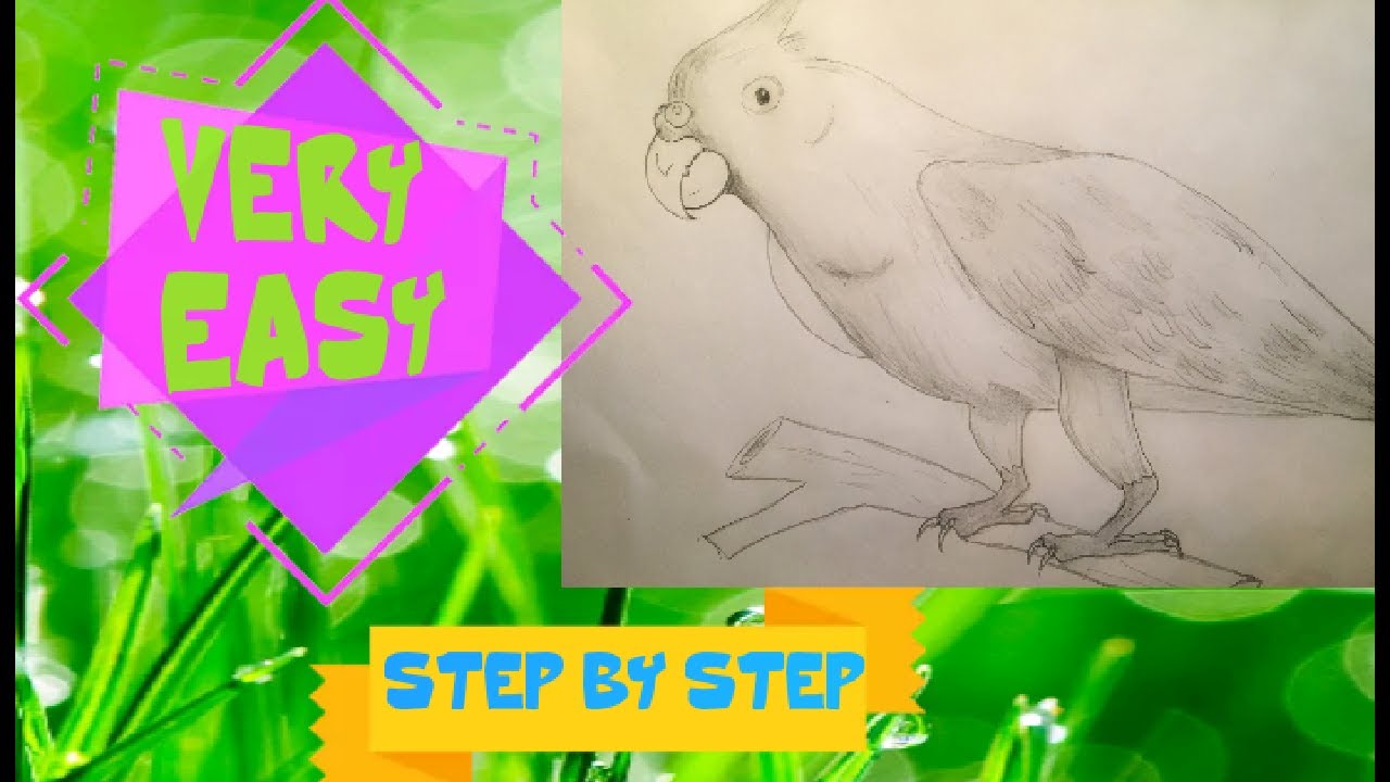 How to draw a parrot step by step (so easy) - YouTube