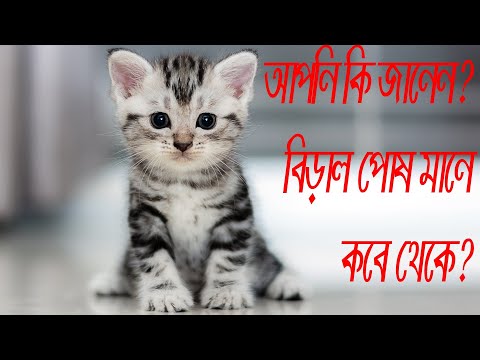 ভিডিও: হাউস বিড়াল দুর্ঘটনাক্রমে বাক্সে লুকিয়ে থাকার পরে 17-ঘন্টা যাত্রা করে