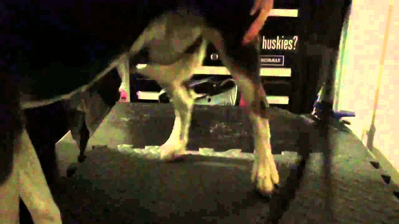 How To Grind A Difficult Dogs Nails YouTube how-to-grind-a-difficult-dogs-nails-youtube