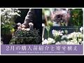 【冬のガーデニング】2月の購入苗紹介 と寄せ植え
