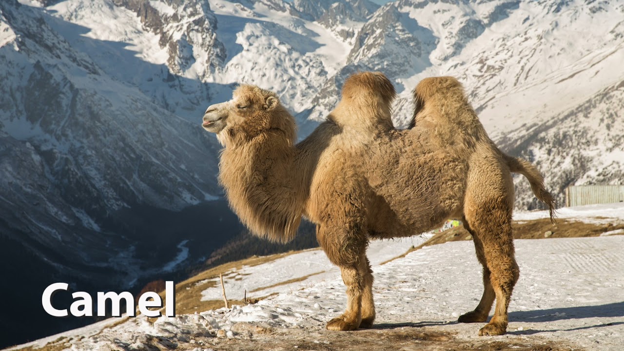 Bactrian Camel Sounds