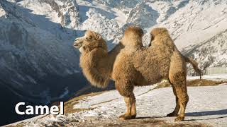 Bactrian Camel Sounds