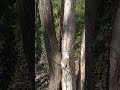 maple &amp; birch blend together
