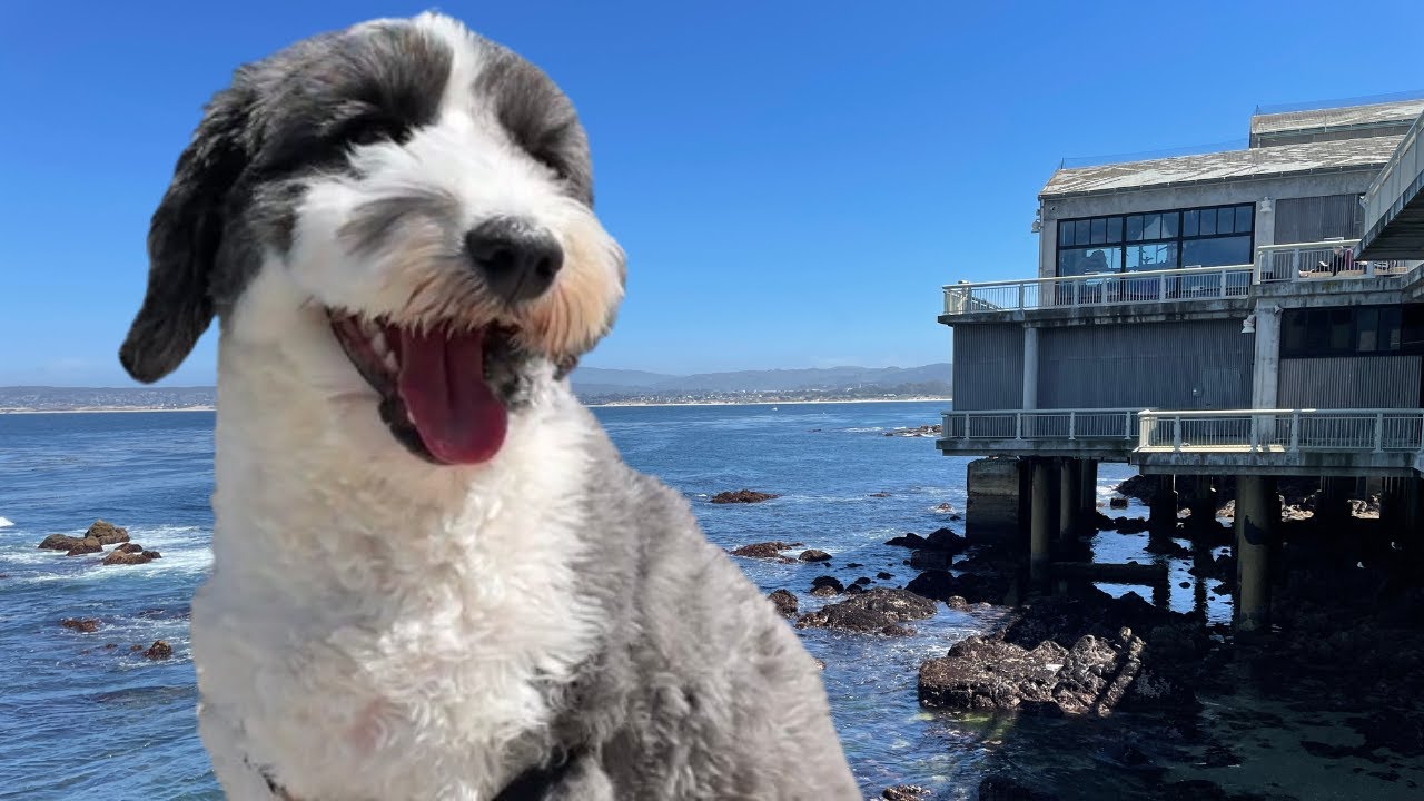 taking-my-dog-to-a-new-beach-youtube