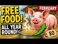 Fermented Corn In February Means Your Pigs Can Eat Free All Year