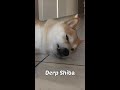 Derp Shiba Inu #Shorts