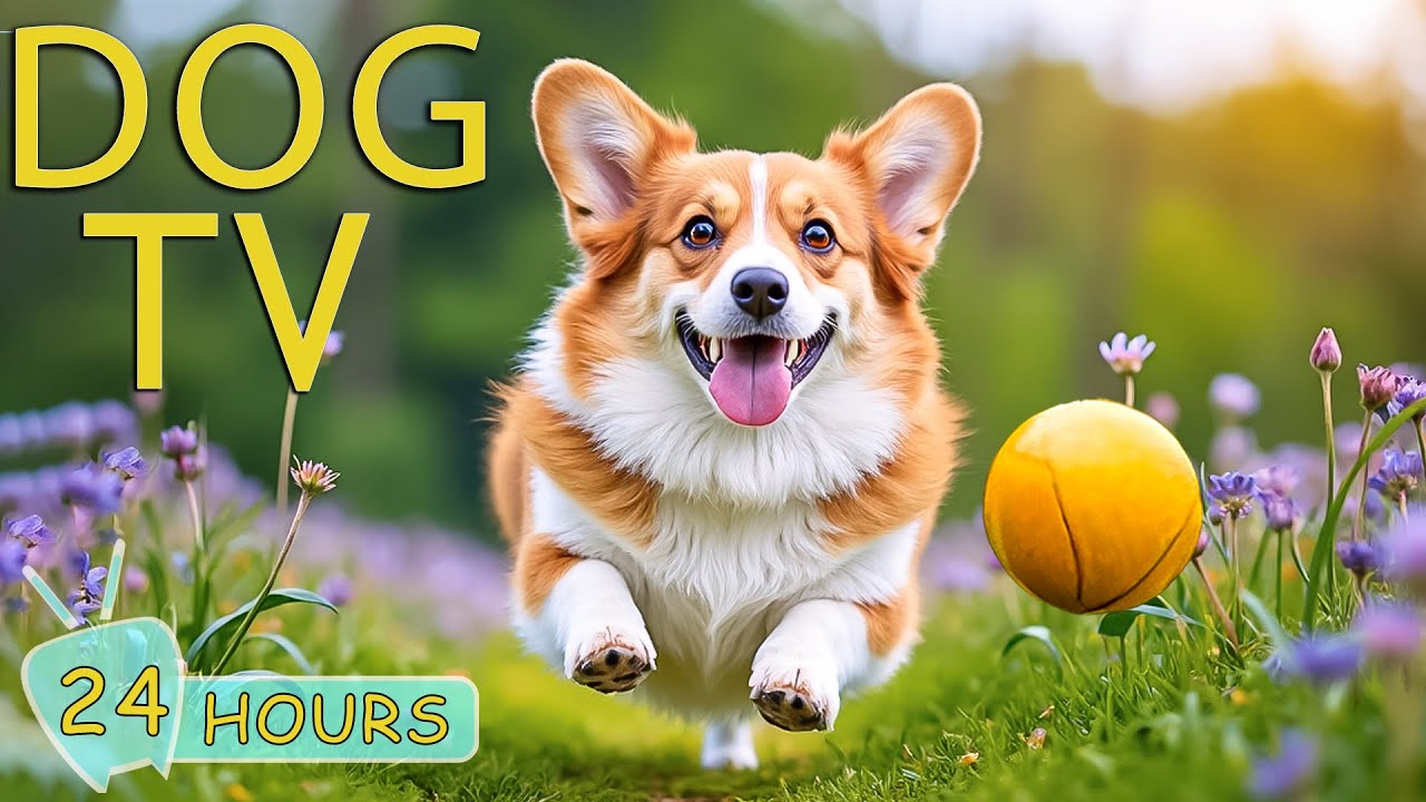 DOG TV: Videos Prevent Anxiety & Keep Dogs Happy When Home Alone – Best Entertain Music for Dogs