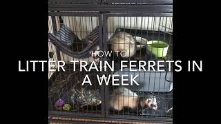 How To Litter Train Ferrets