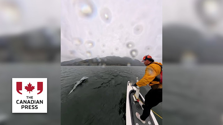 B.C. man captures close encounter with dolphin pod on video
