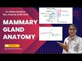 Mammary Gland Anatomy Made Easy | Structure, Blood Supply &amp; Lymphatics