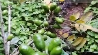 frutíferas produzindo a partir de 20,00 reais ciriguela amora gigante figo acerola pitanga cajá caju