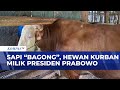 Sapi Berusia 3,5 Tahun Berbobot 1 Ton Lebih Terpilih Jadi Hewan Kurban Presiden Prabowo
