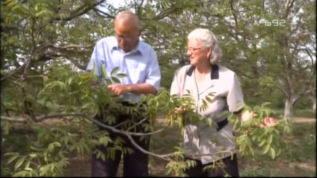 Najstarija plantaza kalemljenog oraha u Srbiji