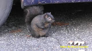 The Fattest Squirrel I Ever Seen by Bruce Causier 2,149 views 4 years ago 40 seconds