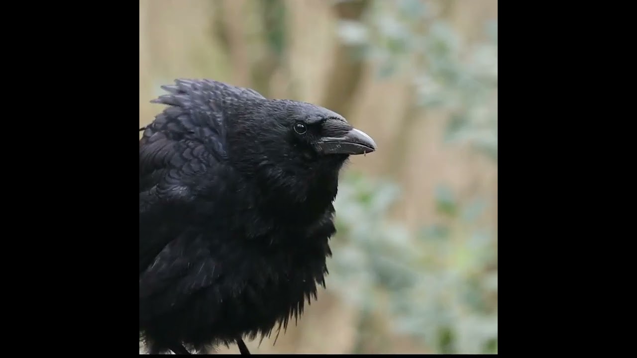 Clicking / Knocking Sound - Crow Sounds Like Ticking Clock - Strange Crow Sound 
