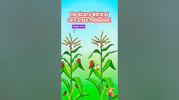 The Bizarre World of Corn Cross-Pollination! 🌽 #corn #funny #shorts