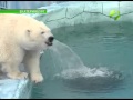 У белых медведей в зоопарке Екатеринбурга новоселье
