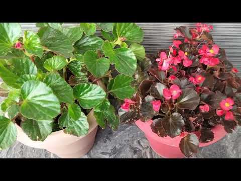 4 mistake you are killing your begonia plant in summer// yah 4 galtiyan mat karna begoni ka sath