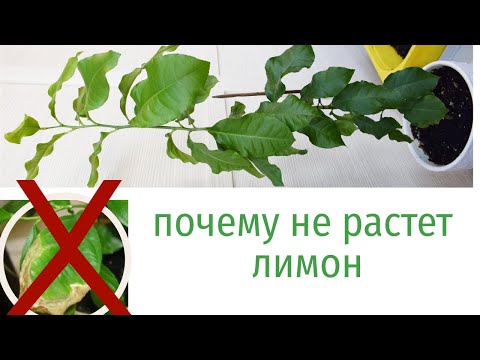 Почему не растет лимон. Юные садоводы.