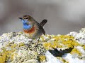 Aves de la alta montaña cantábrica