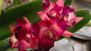 Plant koleksi premium murahh 0878-7501-3075