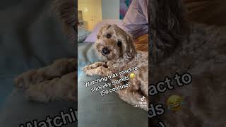 Labradoodle Max reacting to squeak sounds   #dog #labradoodle #puppy