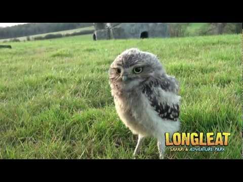 Keeper Cares for Baby Burrowing Owls at Longleat