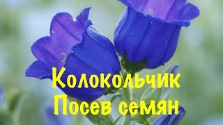 видео Колокольчик средний