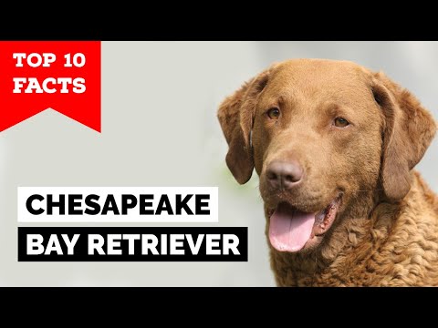 Vídeo: Chesapeake Bay Retriever Dog Breed Hypoallergenic, Health And Life Span