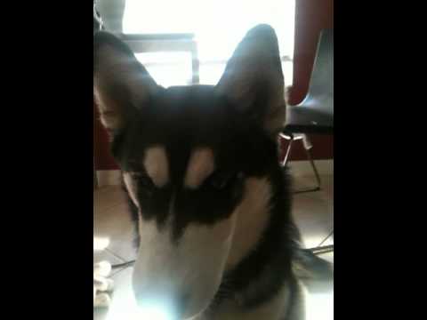 Husky likes peanut butter