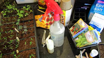 Using/Making Neem Oil  Soap Spray for Vegetable Seedlings/Transplants: Fungi, Molds & Pests-TRG 2015