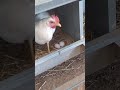 بيض دجاج اليجهورن الابيض الايطالي 