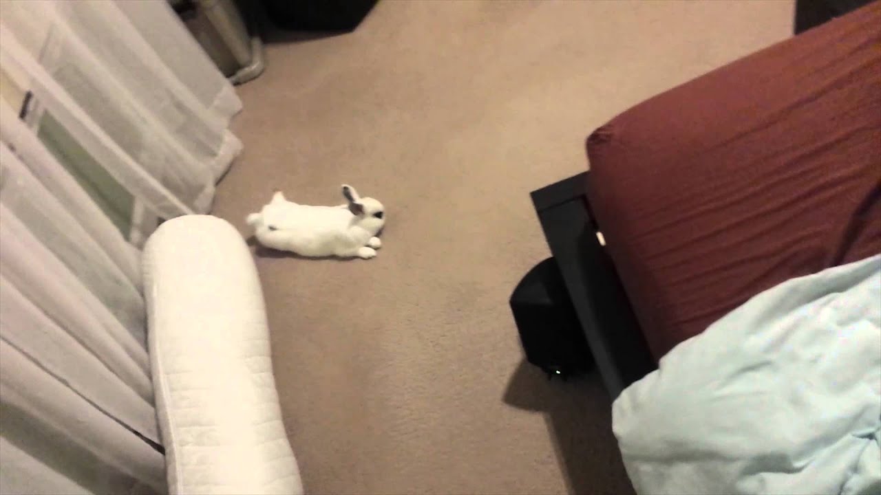 Coco bunny hand wash habit YouTube