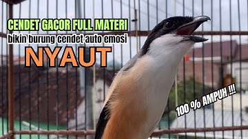 burung cendet gacor FULL TEMBAKAN BONGKAR JITU PANCINGAN CENDET AGAR BUNYI bikin BURUNG PENTET GACOR