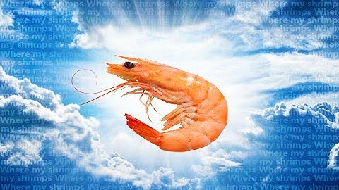 Lockdown Protocol: A Shrimple Montage~