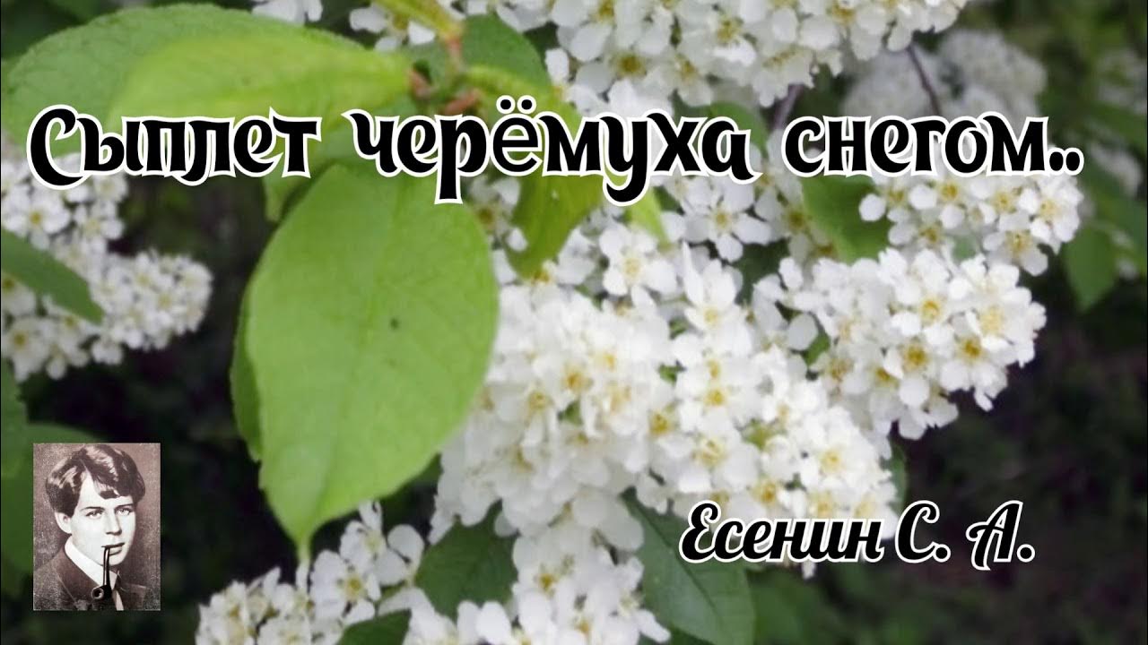 Стихи сыплет снег