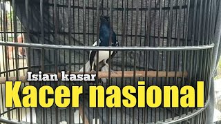 Isian tonjolan burung kacer TOPENG MURKA