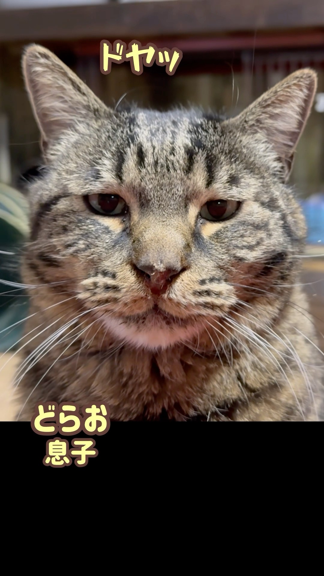 ねこまるけ / Full of cats - YouTube