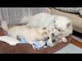 妹サモエドを枕にして寝ようとする程、信頼できるようになった柴犬との家族みんなの願い