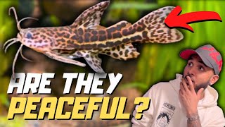Keeping a Jaguar Catfish in a Community Tank - 2 Month Update Jaguar Catfish Max Size