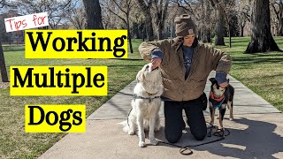 Simple Tips for Working with Multiple Dogs Profile