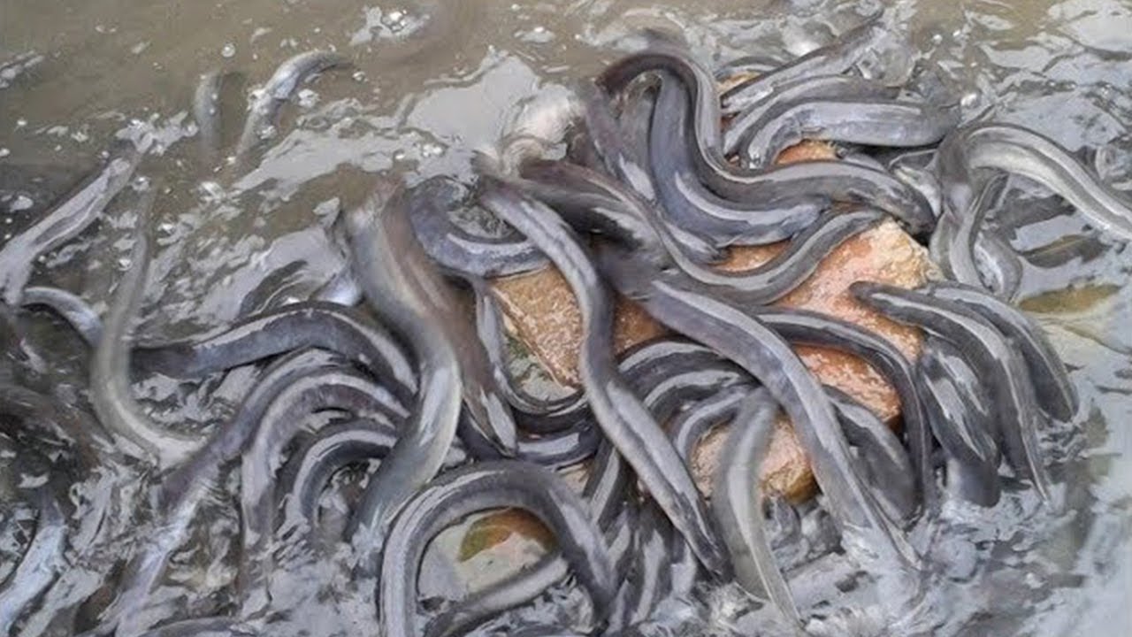 CARA BUDIDAYA BELUT TANPA LUMPUR PALING MUDAH BAGI PEMULA 