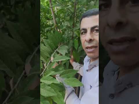 فيديو: فوائد الفاكهة القشطة شائكة - كيفية زراعة الأشجار قشطة شائكة