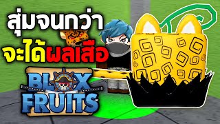 สุ่มจนกว่าจะได้ &quot;ผลเสือ&quot; Blox Fruits