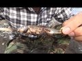 活魚を捌く！川魚の味はとても○○だった