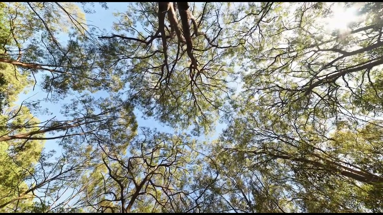 Tree Tops at Perrin Creek  from a 360-degree photograph